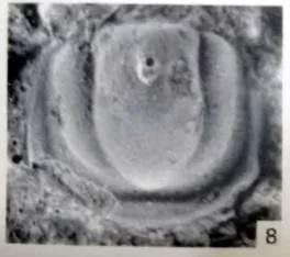 Ammagnostus laiwuensis