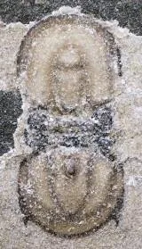 Ammagnostus laiwuensis — photo 10
