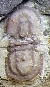Ammagnostus laiwuensis — photo 11