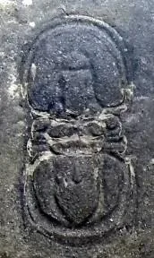 Ammagnostus laiwuensis — photo 13