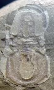 Ammagnostus laiwuensis — photo 14