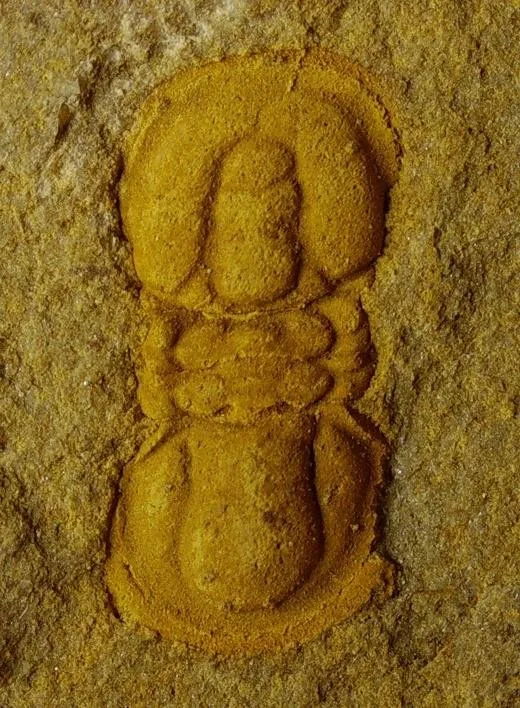 Ammagnostus wangcunensis — photo 4