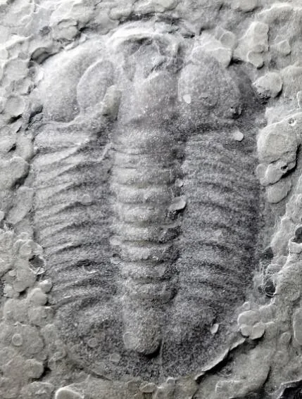 Amphoton sp.