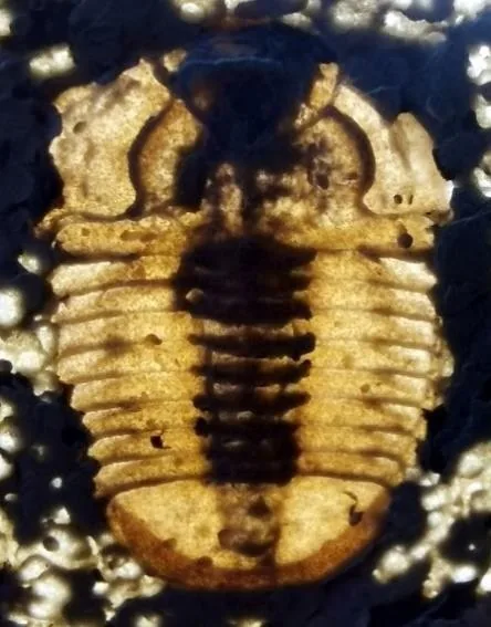 Amphoton sp. — photo 2