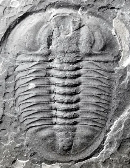Amphoton sp. — photo 3