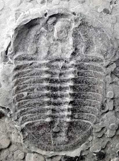 Amphoton sp. — photo 4
