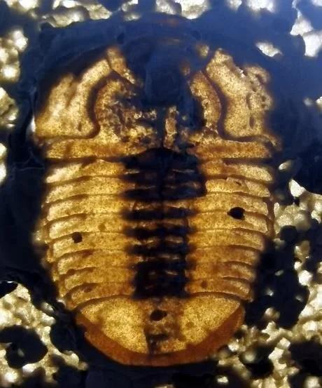 Amphoton sp. — photo 5