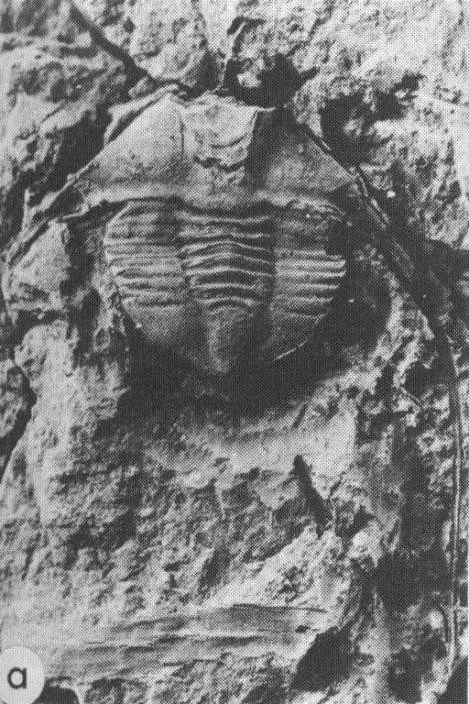 Ampyx abnormalis — photo 2