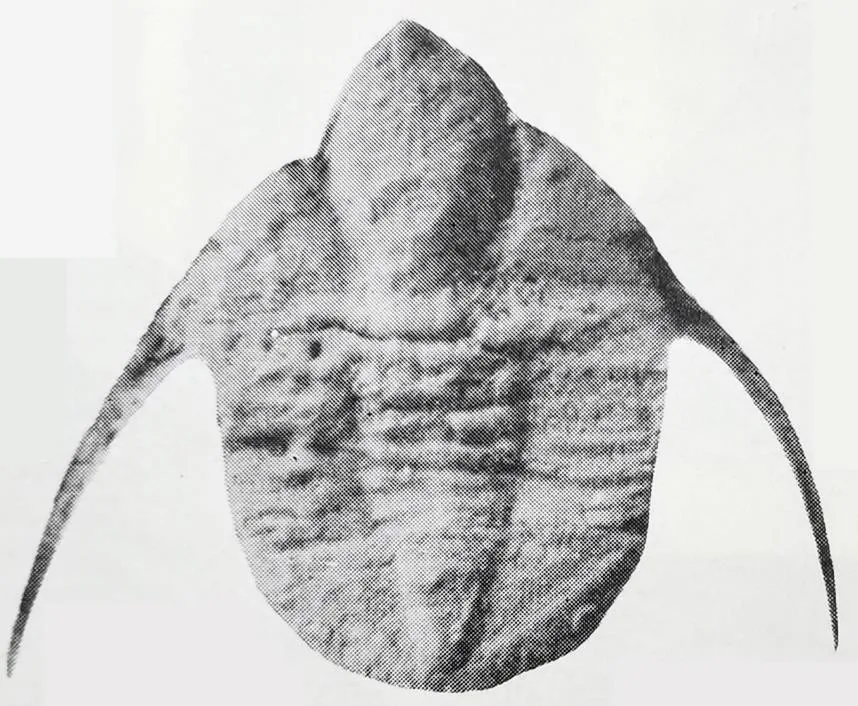 Ampyx abnormalis — photo 3