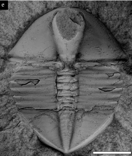 Ampyx gongwusuensis