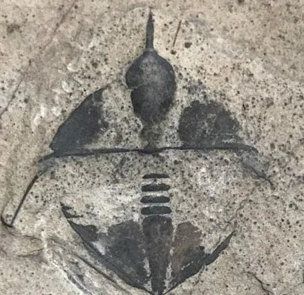 Ampyx gongwusuensis — photo 3