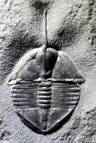 Ampyx gongwusuensis — photo 8