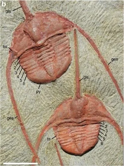 Ampyx priscus