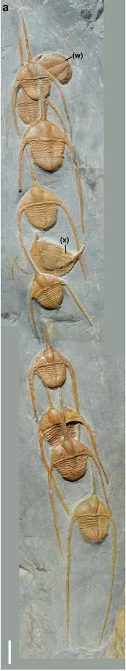 Ampyx priscus — photo 2