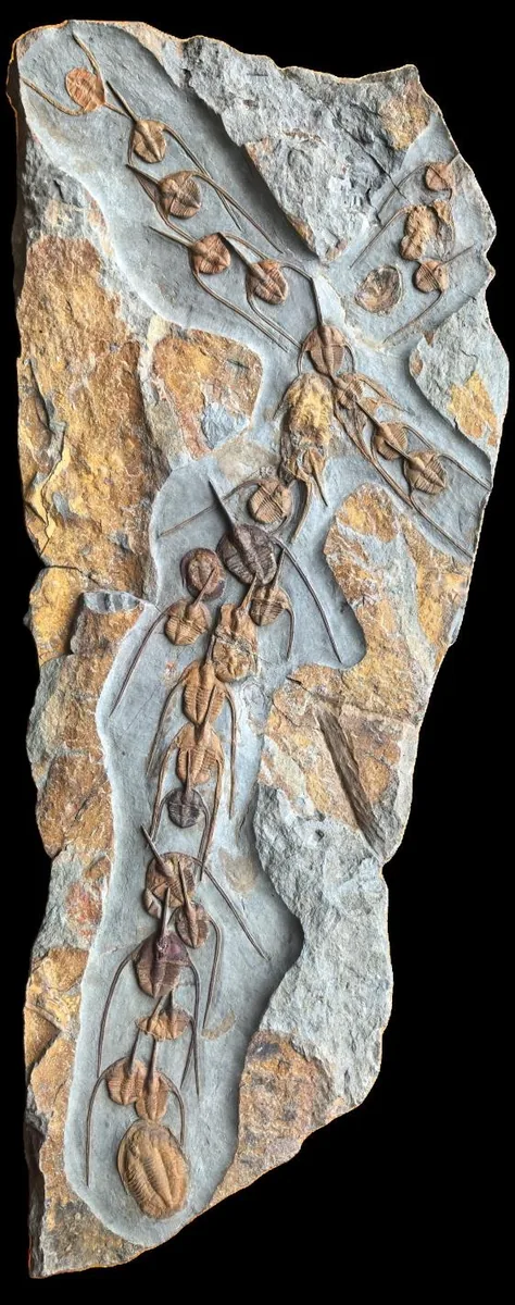 Ampyx priscus — photo 3