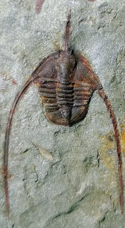 Ampyx priscus — photo 4