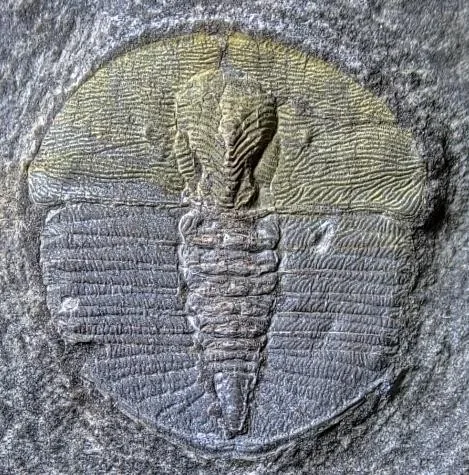 Ampyxinella rotundata — photo 7