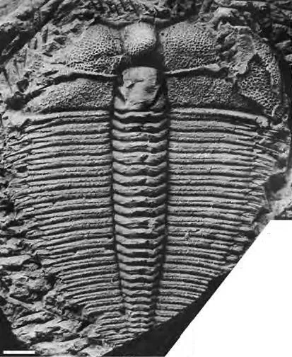 Amzasskiella sanduensis
