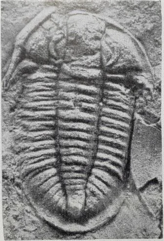 Annamitella liexiensis
