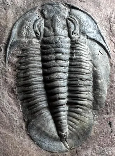Annamitella liexiensis — photo 2