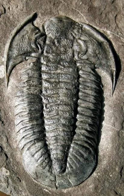 Annamitella liexiensis — photo 3
