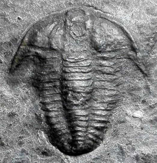 Annamitella liexiensis — photo 4