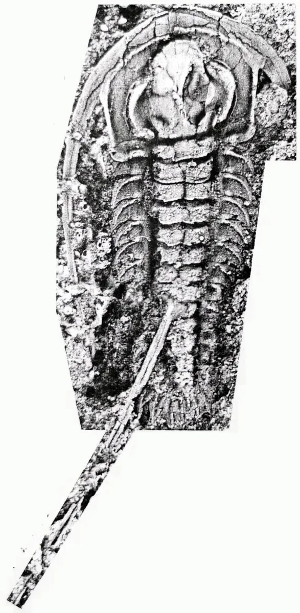 Apatokephalus latilimbatus