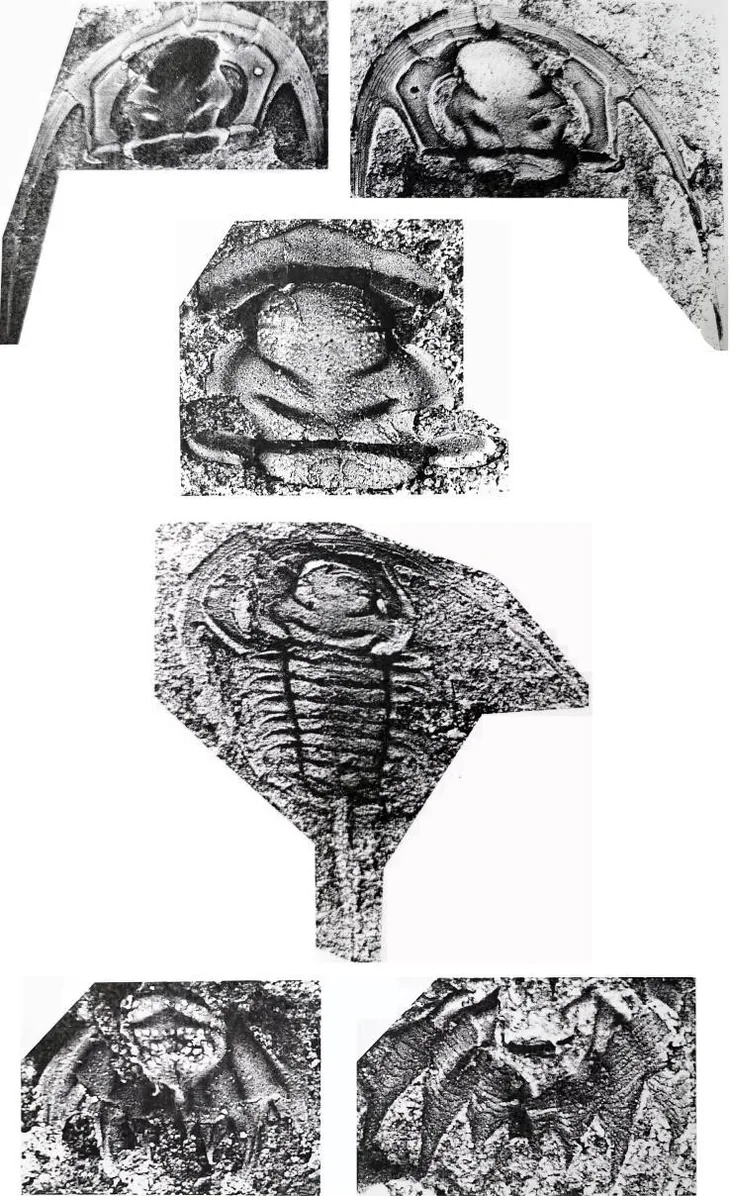 Apatokephalus latilimbatus — photo 2