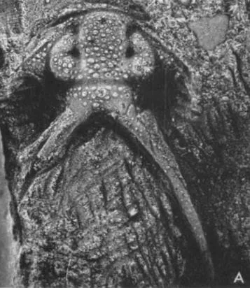 Apianurus kuckersianus