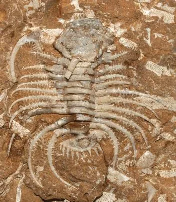 Apianurus kuckersianus — photo 3