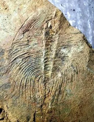 Archikainella vomerinus — photo 3