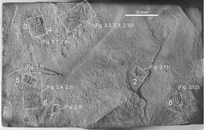Arthricocephalus chauveaui