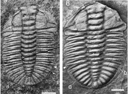 Arthricocephalus chauveaui — photo 4