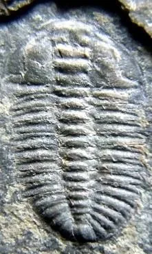 Arthricocephalus chauveaui — photo 5