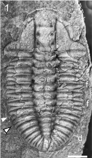 Arthricocephalus xinzhaiheensis