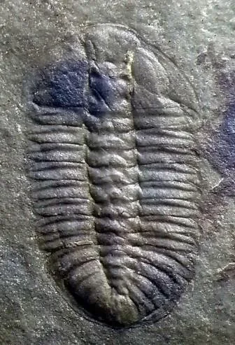 Arthricocephalus xinzhaiheensis — photo 3