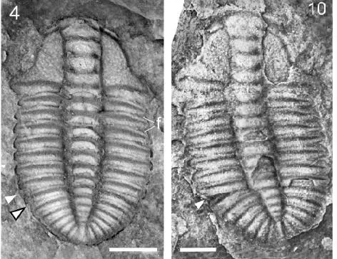 Arthricocephalus xinzhaiheensis — photo 4