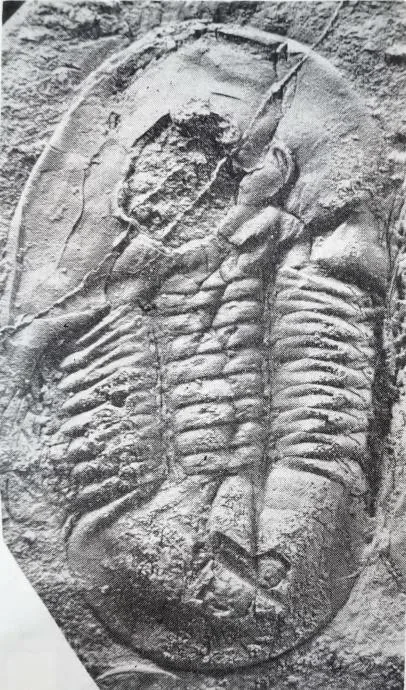 Asaphellus aristous