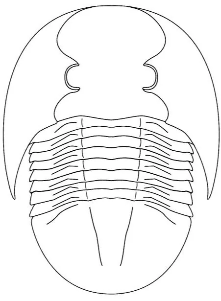 Asaphellus aristous — photo 2
