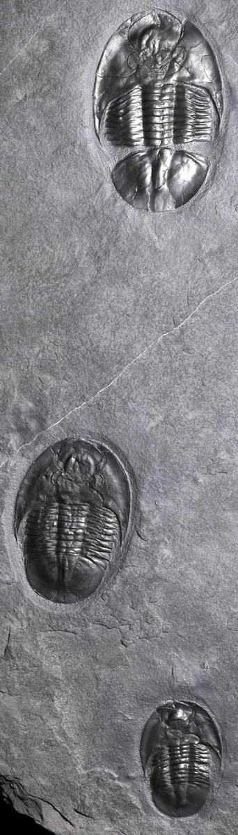 Asaphellus aristous — photo 3