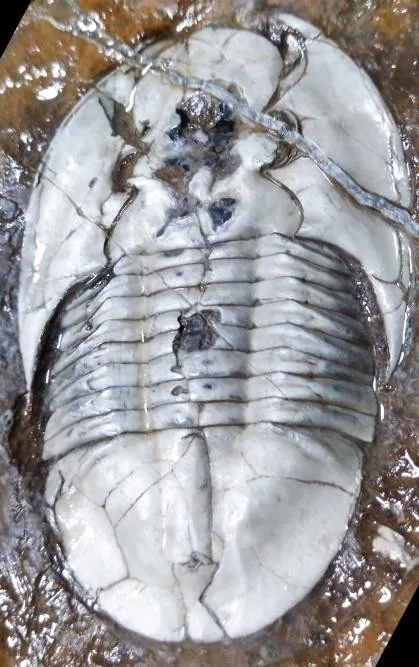 Asaphellus aristous — photo 4