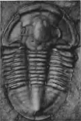 Asaphiscus wheeleri