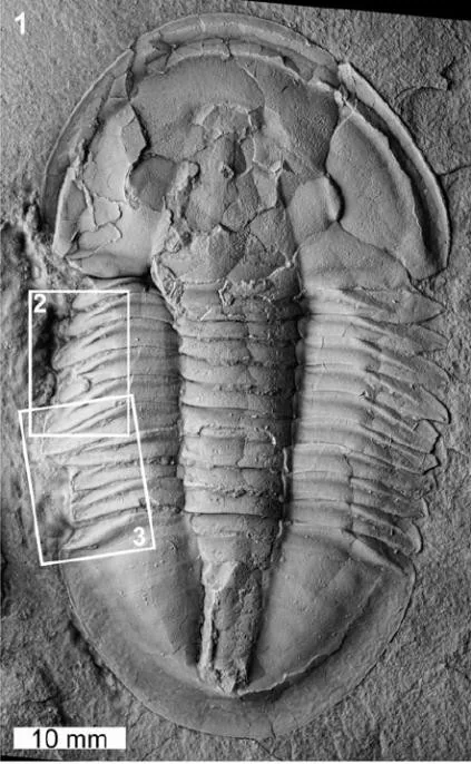 Asaphiscus wheeleri — photo 4