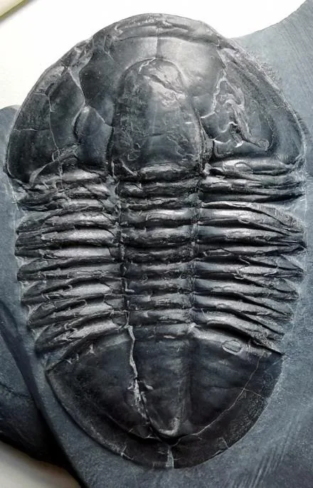 Asaphiscus wheeleri — photo 5