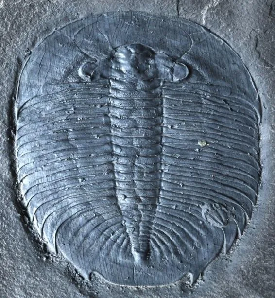 Asaphopsoides sp.