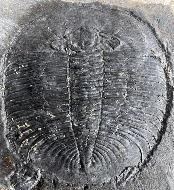 Asaphopsoides sp. — photo 2