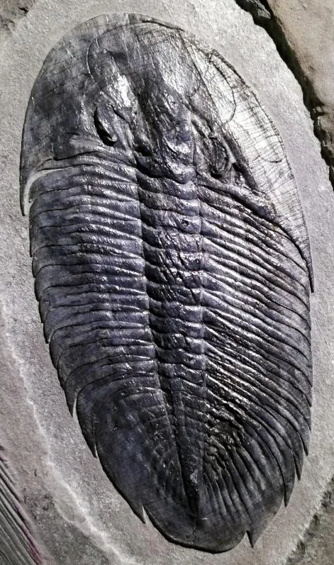 Asaphopsoides sp. — photo 3