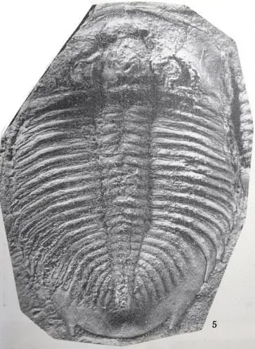 Asaphopsoides yongshunensis