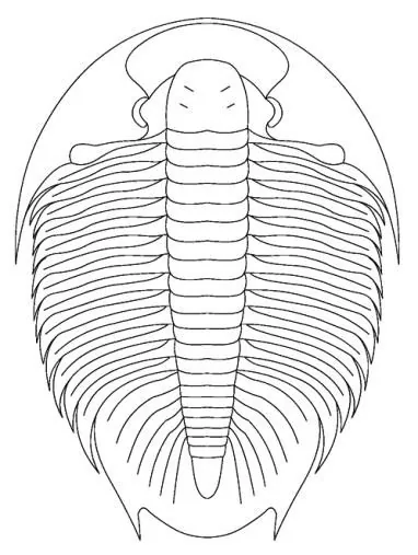 Asaphopsoides yongshunensis — photo 2