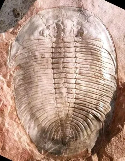 Asaphopsoides yongshunensis — photo 3